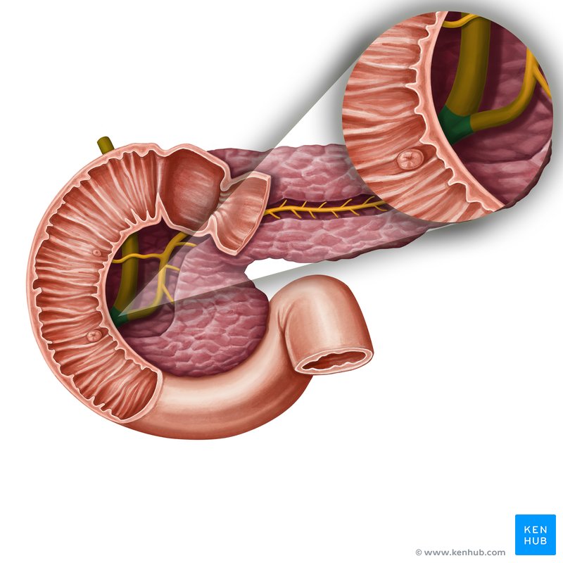 Hepatopancreatic ampulla (ampulla of Vater) - ventral view