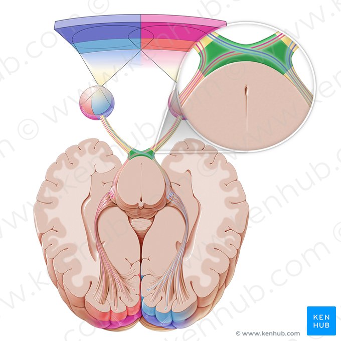 Quiasma óptico (Chiasma opticum); Imagem: Paul Kim