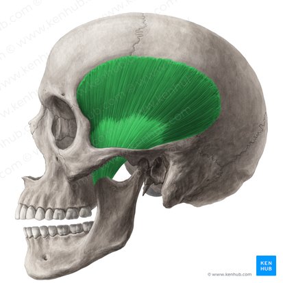 Músculo temporal (Musculus temporalis); Imagen: Yousun Koh