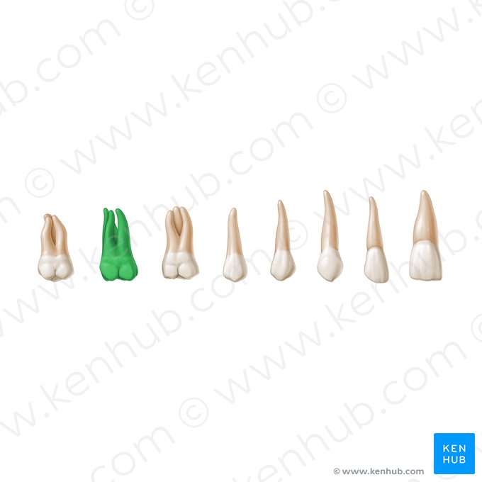 2nd molar tooth (Dens molaris 2); Image: Paul Kim