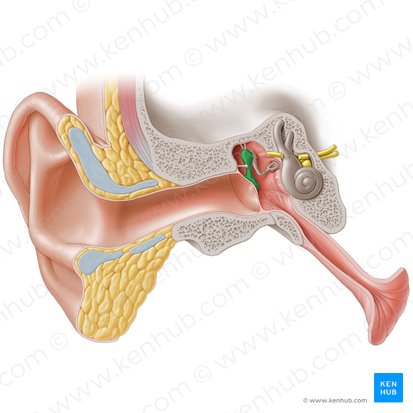 Martillo (Malleus); Imagen: Paul Kim