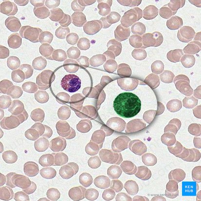 Eosinophil (Granulocytus eosinophilus); Image: 