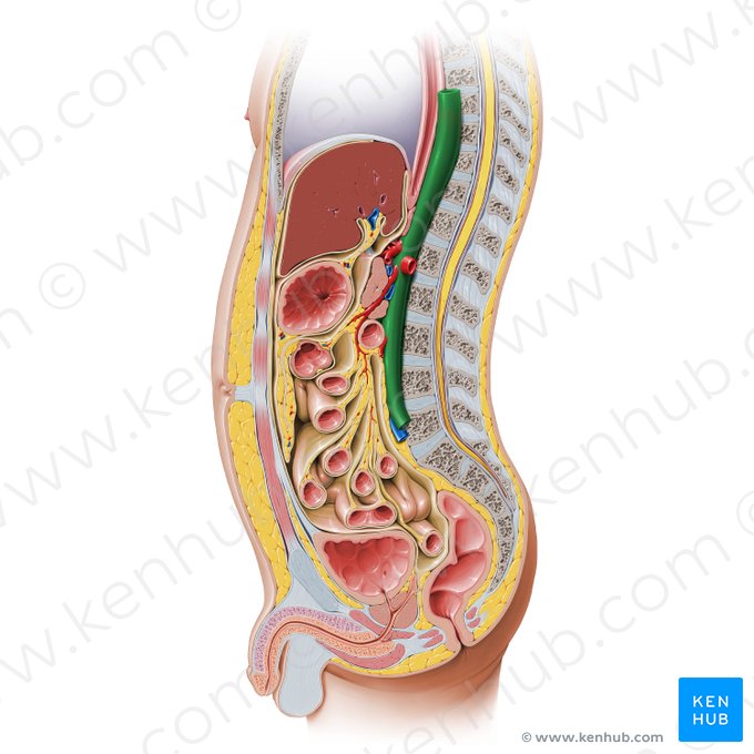 Aorta; Image: Paul Kim