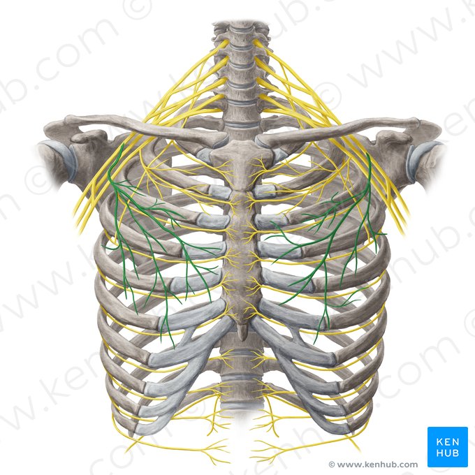 Nerf pectoral latéral (Nervus pectoralis lateralis); Image : Yousun Koh