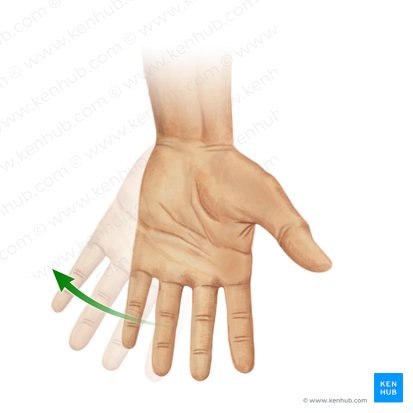 Flexão ulnar da mão (Flexio ulnaris manus); Imagem: Paul Kim