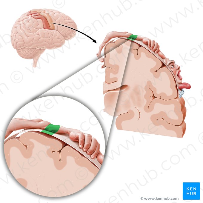 Cortex motorius regionis cubiti (Motorischer Kortex des Ellenbogens); Bild: Paul Kim