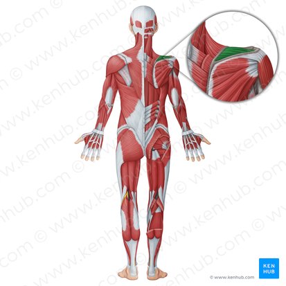 Músculo supraespinal (Musculus supraspinatus); Imagem: Irina Münstermann