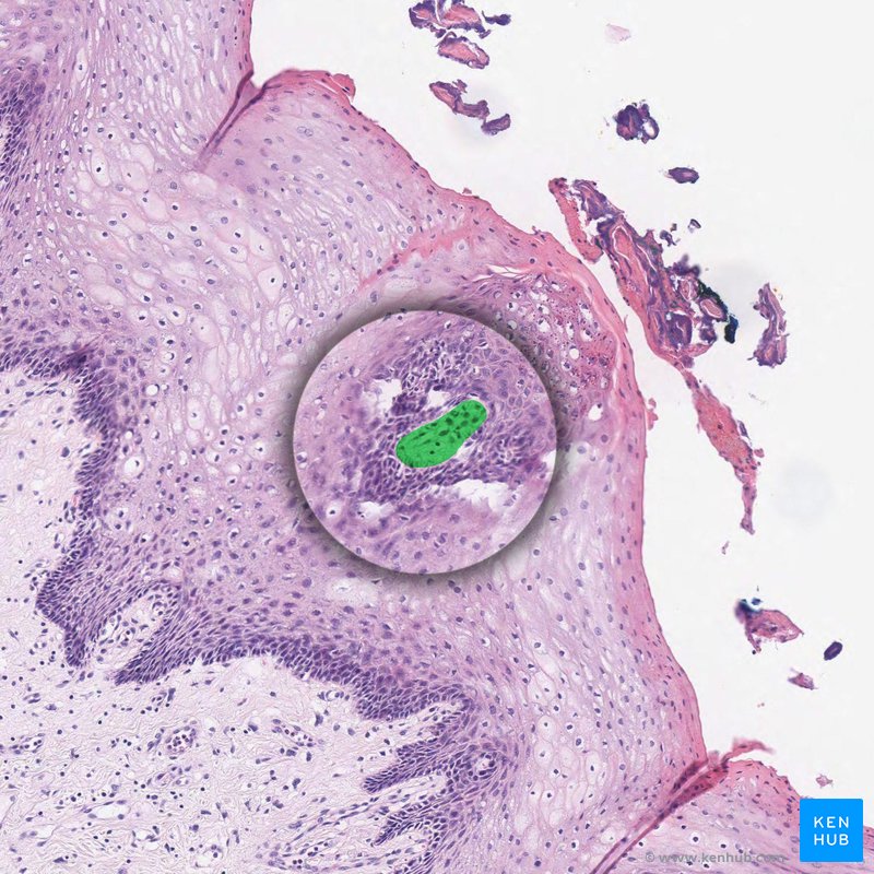 Taste buds - histological slide