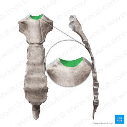 Incisure jugulaire du sternum (Incisura jugularis sterni); Image : Begoña Rodriguez