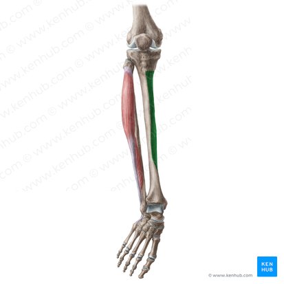 Facies medialis tibiae (Innere Fläche des Schienbeins); Bild: Liene Znotina