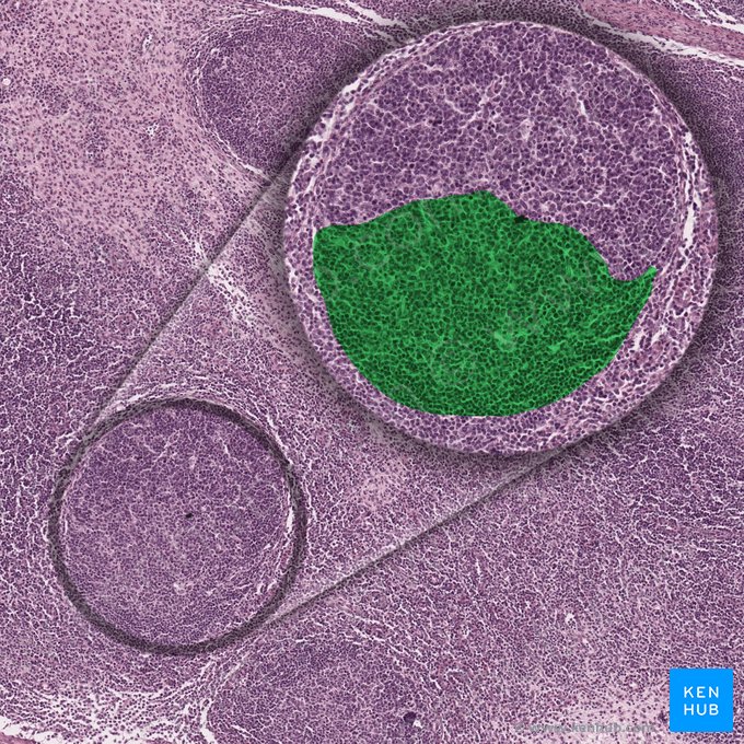 Light zone of germinal center (Zona clara centri germinativi); Image: 