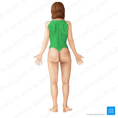 Back (Dorsum); Image: Irina Münstermann