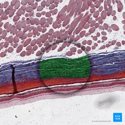 Sclera (Lederhaut); Bild: 