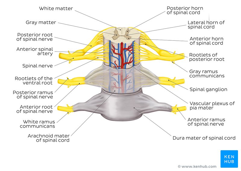 human anatomy describes the spinal cord through 18 anatomical diagrams with...
