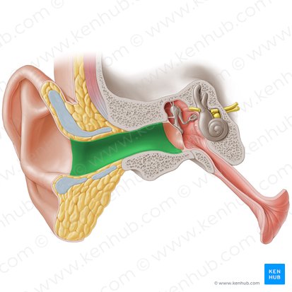 Conducto auditivo externo del hueso temporal (Meatus acusticus externus); Imagen: Paul Kim