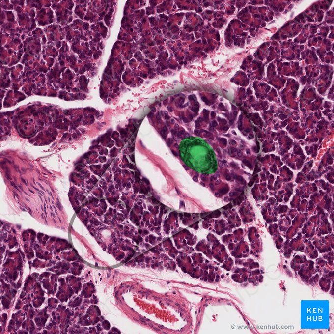 Conducto intralobular (Ductus intralobularis); Imagen: 