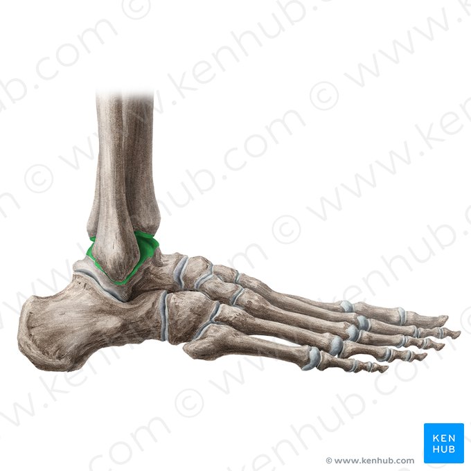 Articulação do tornozelo (Articulatio talocruralis); Imagem: Yousun Koh