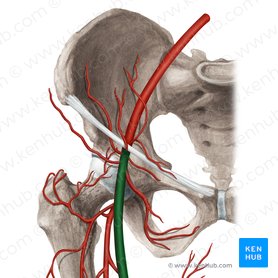 Arteria femoralis (Oberschenkelarterie); Bild: Rebecca Betts