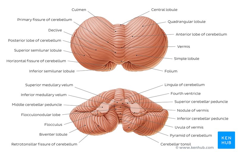 Anatomy of the cerebellum