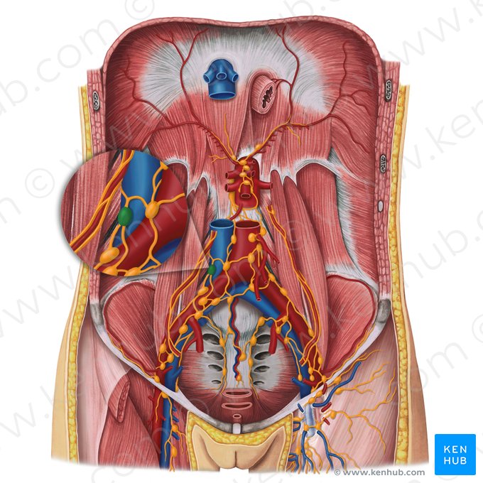 Lateral caval lymph nodes (Nodi lymphoidei cavales laterales); Image: Irina Münstermann