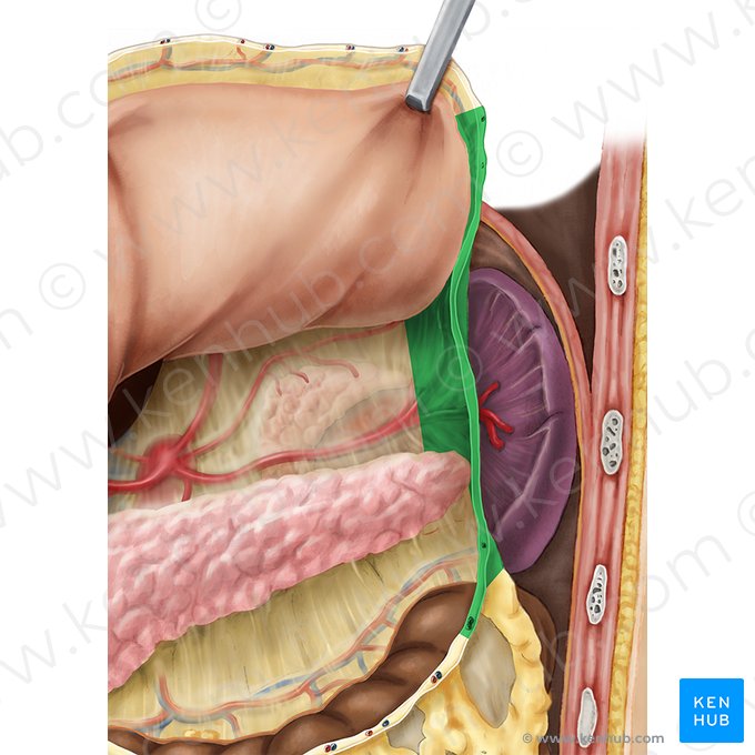 Ligamento gastroesplénico (Ligamentum gastrosplenicum); Imagen: Esther Gollan