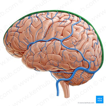 Seio sagital superior (Sinus sagittalis superior); Imagem: Paul Kim