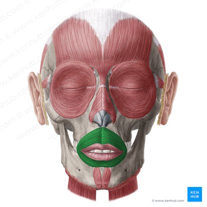 Músculo orbicular de la boca (Musculus orbicularis oris); Imagen: Yousun Koh