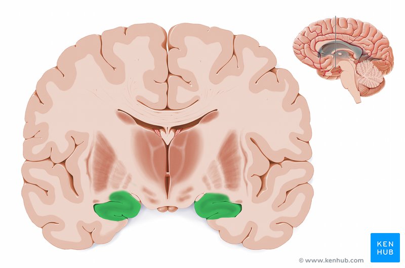 Hippocampus: Anatomy, functions and connections Biology Diagrams