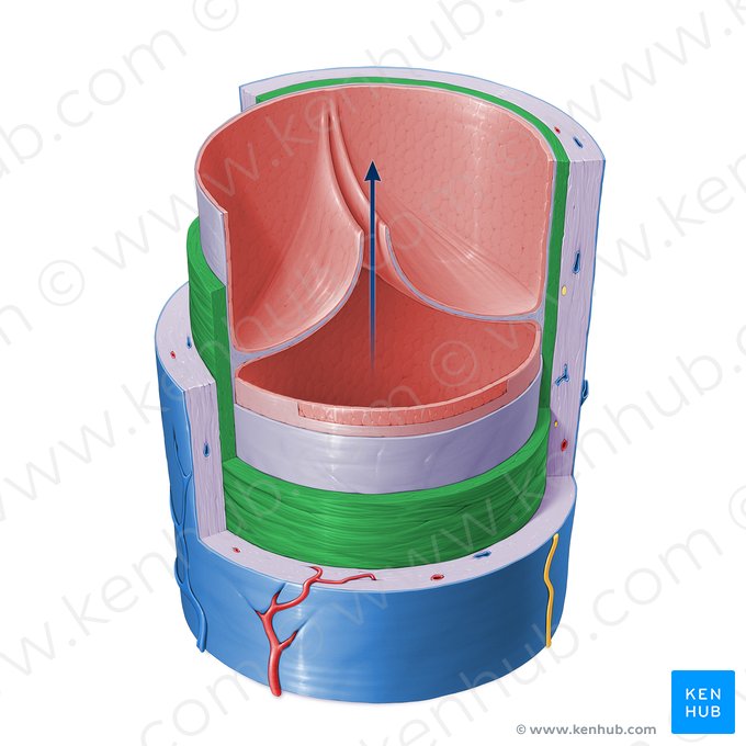 Tunica media of vein (Tunica media venae); Image: Paul Kim