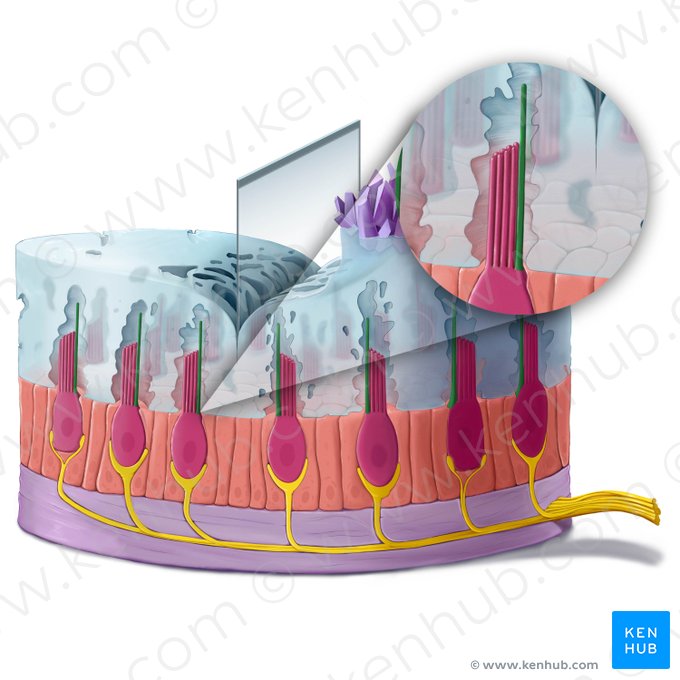 Kinocilium of vestibular hair cell (Kinocilium vestibulocyti); Image: Tal Bavli Ziv