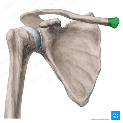 Sternal end of clavicle (Extremitas sternalis claviculae); Image: Yousun Koh
