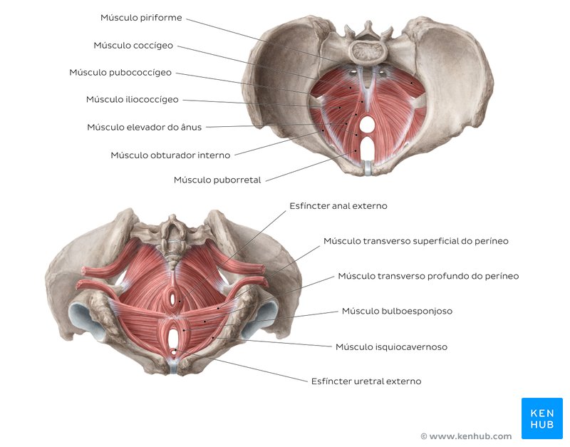Diagrama dos Músculos do assoalho pélvico