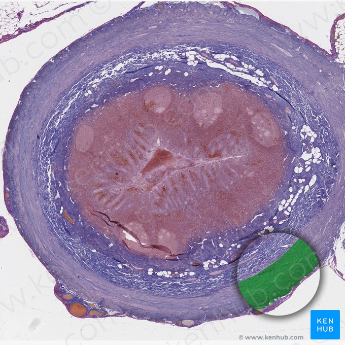 Capa muscular (Tunica muscularis); Imagen: 