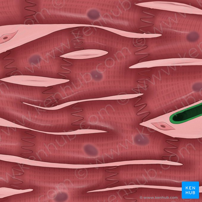 Intramuscular capillaries (Capillares intramusculares); Image: Tal Bavli Ziv