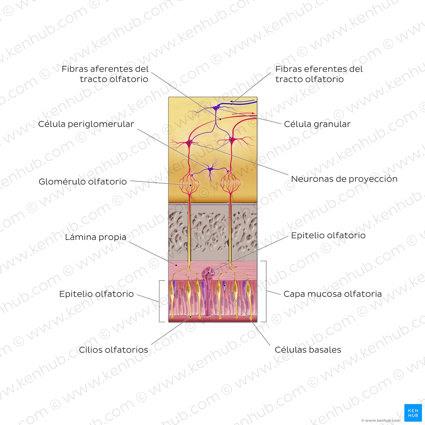 Nervio olfatorio (sinapsis)