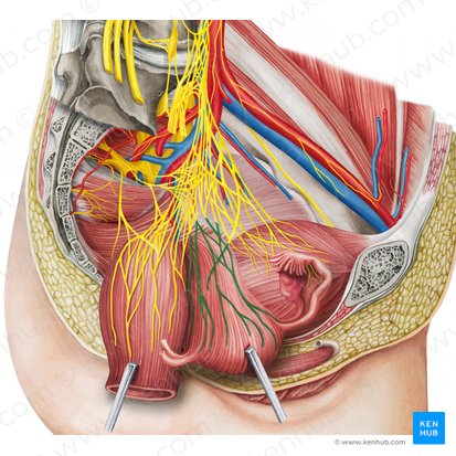 Uterovaginal plexus (Plexus uterovaginalis); Image: Irina Münstermann