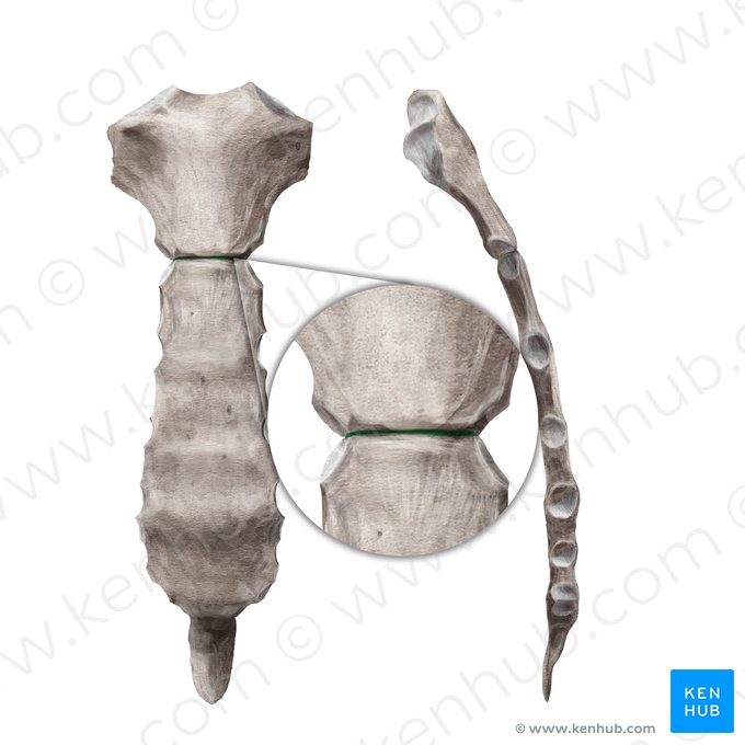 Manubriosternal joint (Symphysis manubriosternalis); Image: Begoña Rodriguez