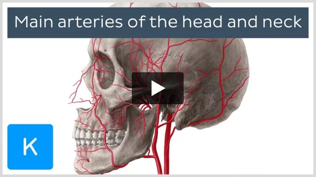 Nerves and arteries of head and neck: Anatomy, branches