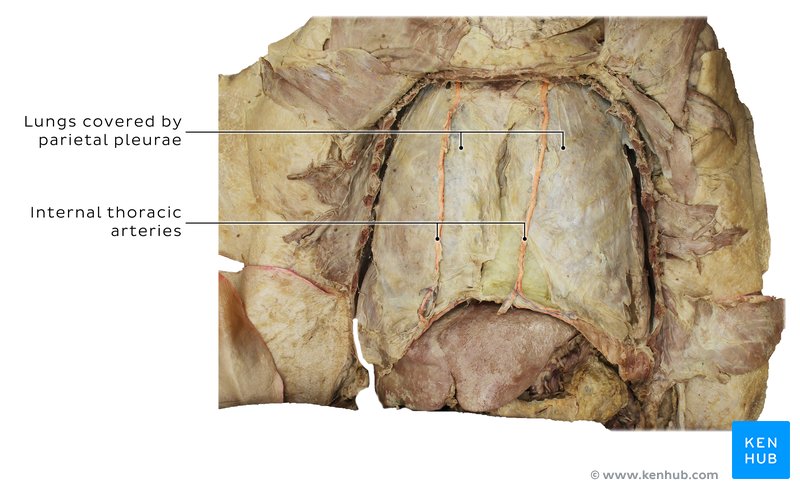 Pleura in a cadaver