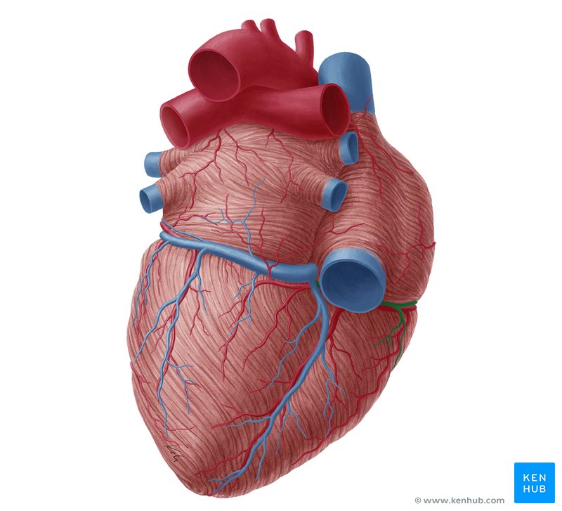 Small cardiac vein (Vena cardiaca parva)