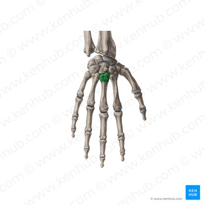 Base of 3rd metacarpal bone (Basis ossis metacarpi 3); Image: Yousun Koh