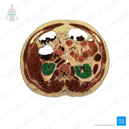 Kidney (Ren); Image: National Library of Medicine