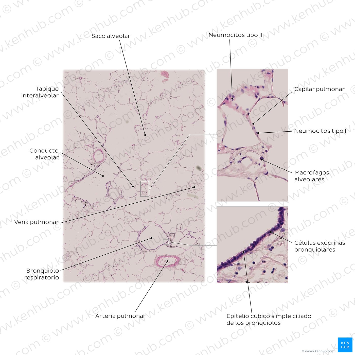 Lung histology