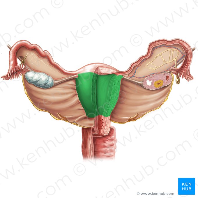 Corpo do útero (Corpus uteri); Imagem: Samantha Zimmerman
