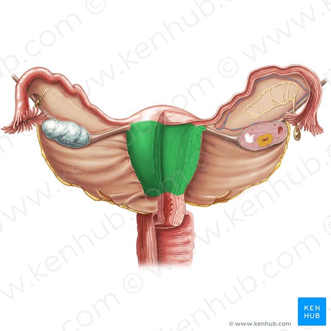 Corps de l'utérus (Corpus uteri); Image : Samantha Zimmerman