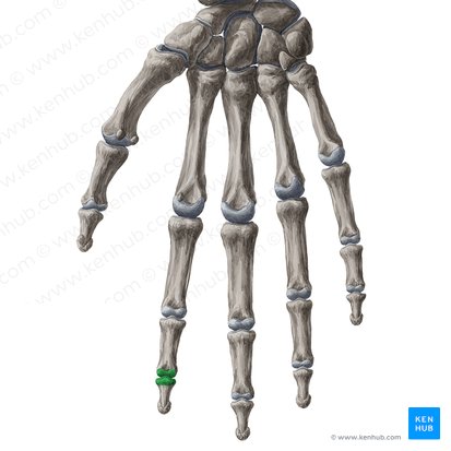 Articulatio interphalangea distalis digiti 2 manus (Endgelenk des 2. Fingers); Bild: Yousun Koh