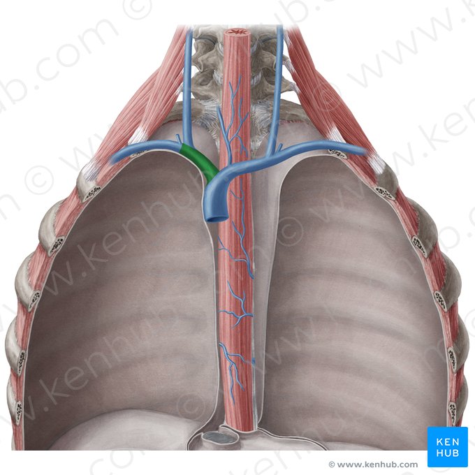 Right brachiocephalic vein (Vena brachiocephalica dextra); Image: Yousun Koh