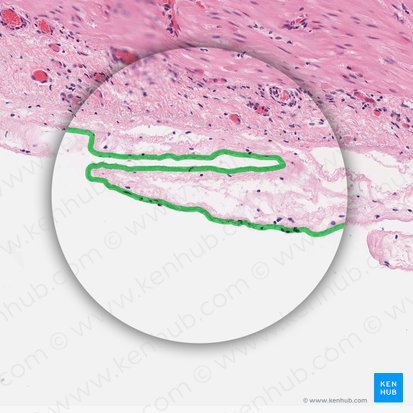 Mesotelio del peritoneo visceral (Mesothelium peritonei visceralis); Imagen: 