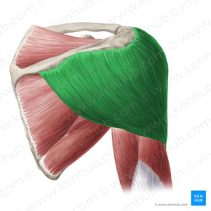 Músculo deltoides (Musculus deltoideus); Imagen: Yousun Koh