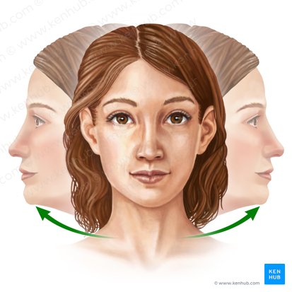 Rotation of head (Rotatio capitis); Image: Paul Kim